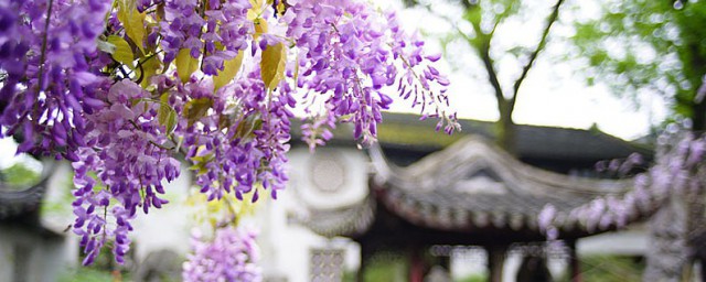 紫藤花的特点 紫藤开花怎么养护