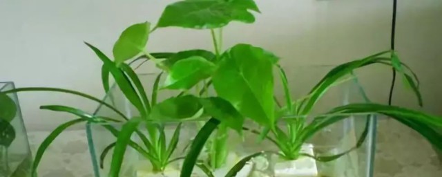水植花卉有什么 水植花卉简介