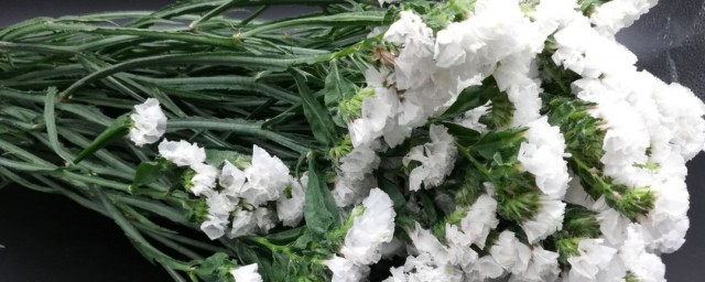 白色勿忘我的花语是什么 白色勿忘我的花语介绍