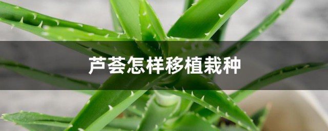 芦荟如何移植栽种 芦荟什么时间移盆最合适