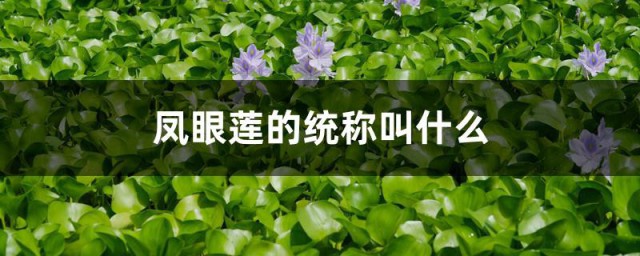 凤眼莲的统称叫什么 凤眼莲的主要价值是什么