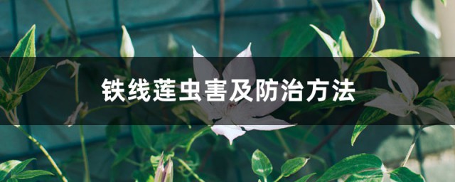 铁线莲病虫害及解决方式 铁线莲易遭哪些虫害