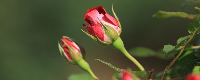 月季花的品种 大花月季有什么用处