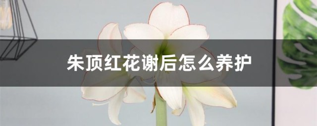 朱顶红花谢后怎么养护 朱顶红花谢花后如何施肥