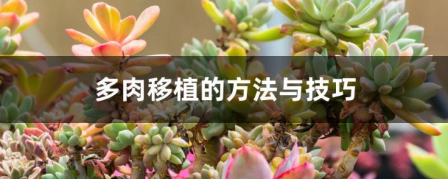 多肉移植的方法与技巧 多肉换盆方法分享
