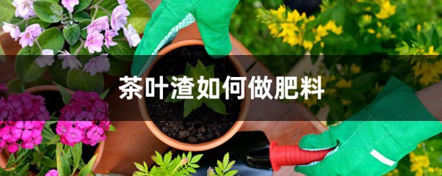 茶叶渣怎么做肥料 茶叶渣养花办法分享