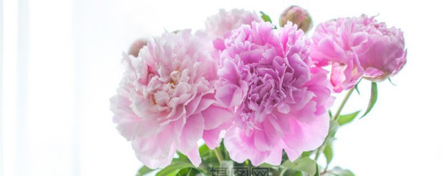 芍药插瓶如何养 养芍药插瓶办法