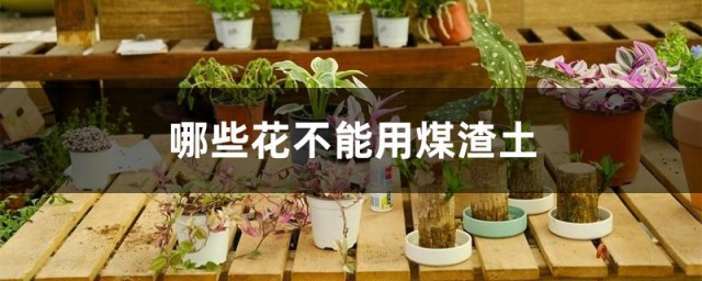 哪些花不能用煤渣土 煤渣土种花有什么好处