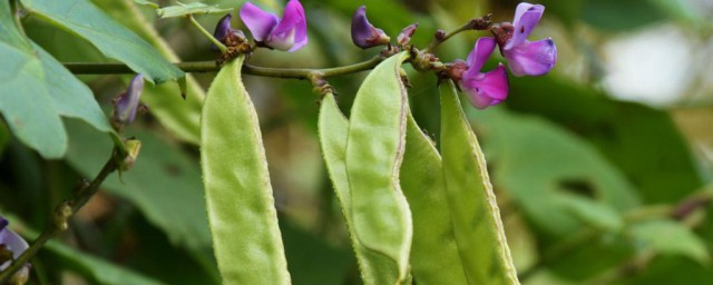 梅豆角种植时间和方法 梅豆角栽培方法介绍