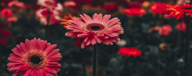 非洲菊是一年生还是多年生 非洲菊介绍