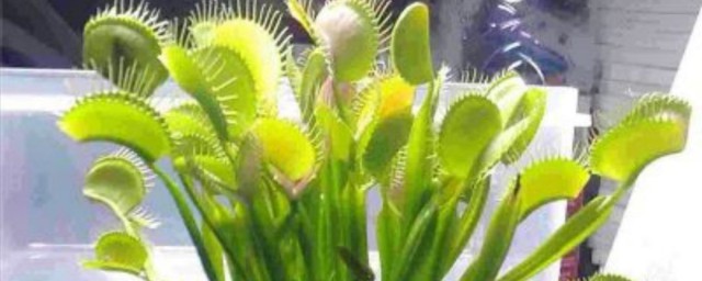 什么植物可以驱蚊子 植物可以驱蚊子 有什么
