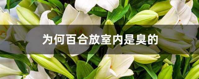 为何百合放室内是臭的 百合花香味有毒吗