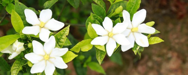 栀子花香是种什么味道 栀子花香简介