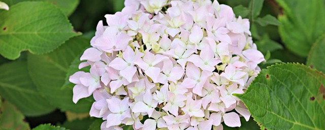 无尽夏种植用深盆还是浅盆 无尽夏是什么花