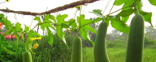 丝瓜如何种 丝瓜种植办法简介