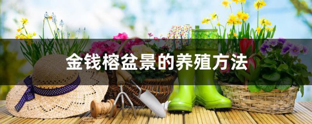金钱榕盆景的养殖方法 金钱榕盆景如何浇水