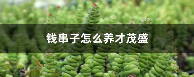 钱串子怎么养才茂盛 钱串子用什么土种最好