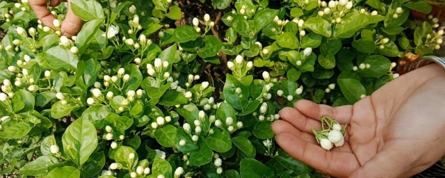 茉莉花施什么肥 茉莉花用哪种肥