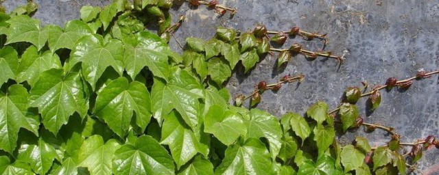 哪些花植物能爬墙 能爬墙的植物介绍