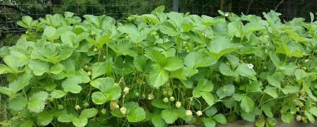 草莓只长叶子不开花怎么办 草莓只长叶子不开花应该怎么处理