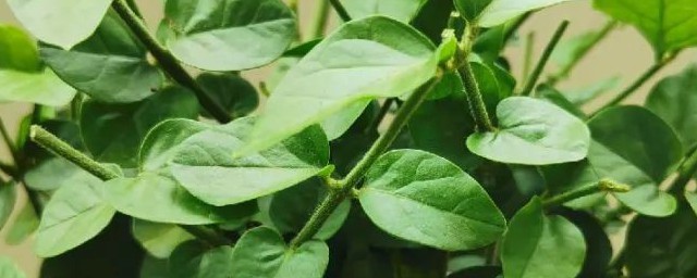 茉莉花干叶是怎样回事 为什么茉莉花会干叶