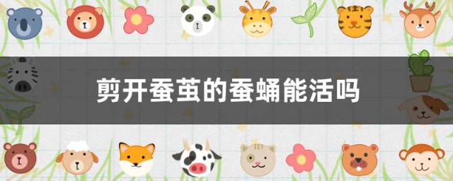 剪开蚕茧的蚕蛹能活吗 蚕结茧如何变蛾