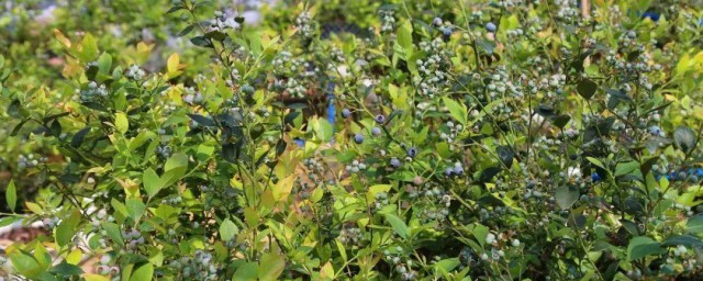 蓝莓用什么土壤种植好 蓝莓简介