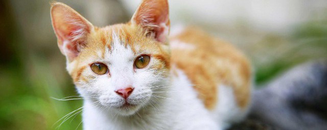猫如何样是嘴套饱满 怎样看猫嘴套饱满