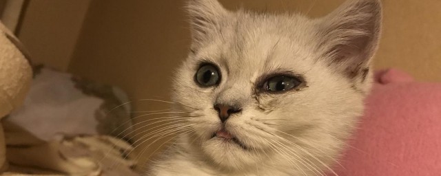 猫咪流泪是什么原因出问题了吗 为什么猫咪流泪