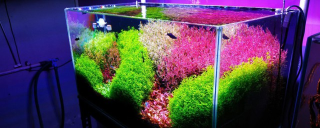 水草灯有用吗 水草灯的作用