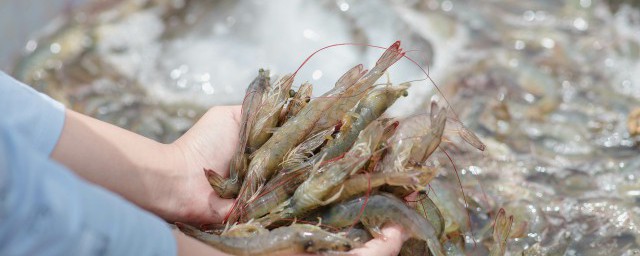 虾仁汤的做法 虾仁汤怎么做好喝