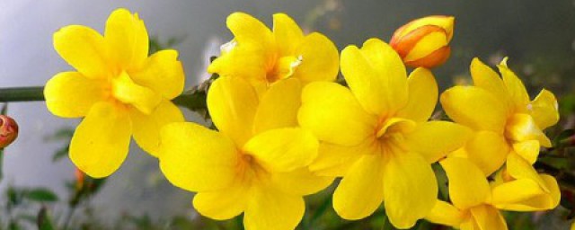 写迎春花的作文 迎春花的简介