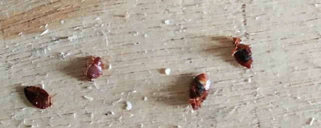 家里有臭虫怎么根除 家里有臭虫如何根除