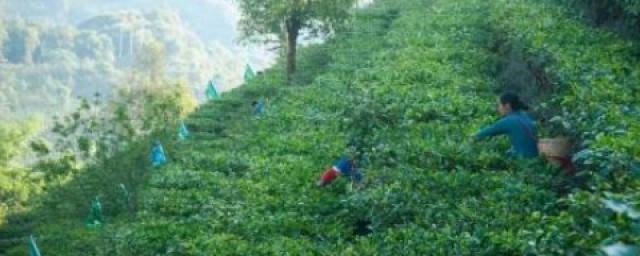 易武茶特点 易武茶的简介