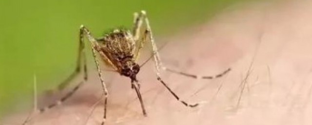 蚊香液是把蚊子熏死了还是熏跑了 有宝宝怎么用蚊香液比较安全