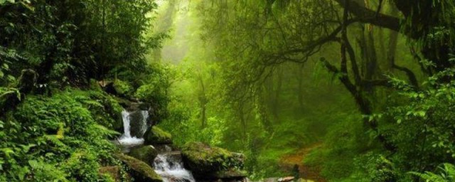 热带雨林有什么特点 关于热带雨林特点介绍