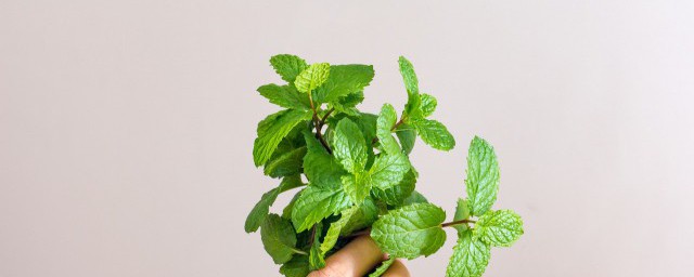 野薄荷能吃吗 野薄荷能不能吃