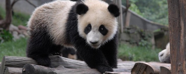 小熊猫是什么 小熊猫简单介绍