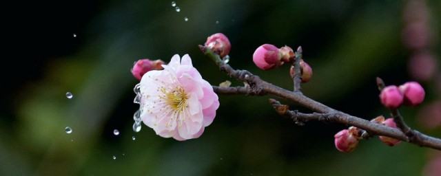 梅花泪的寓意和象征 梅花泪的寓意和象征是什么