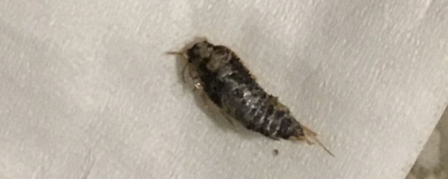 家里小黑虫怎么来的 家里小黑虫的来源