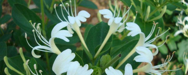 家里栽金银花不吉利 家里栽金银花吉利吗