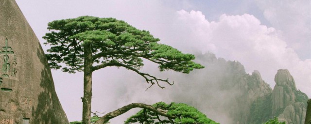 迎客松在哪个山 迎客松的介绍