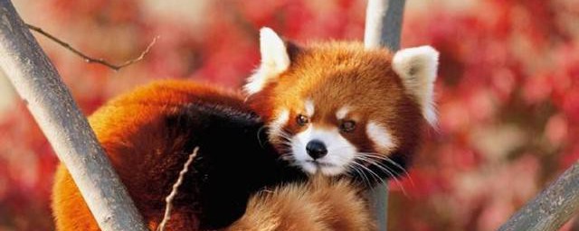 小熊猫是小浣熊吗 小熊猫是不是小浣熊
