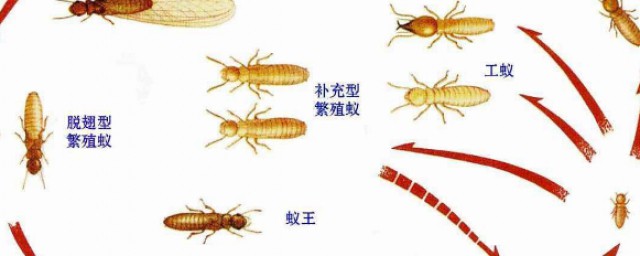 白蚁一般什么月份出来 白蚁的预防: