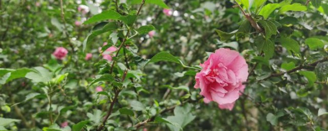 重瓣木槿花的养殖方法 重瓣木槿花如何养殖