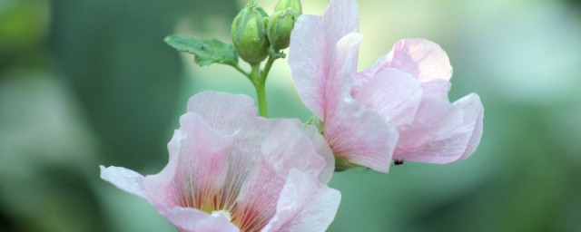 芙蓉花叶插办法 如何叶插芙蓉花