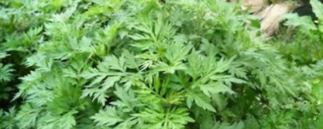 艾草熏蚊子的精确办法 艾草的主要价值