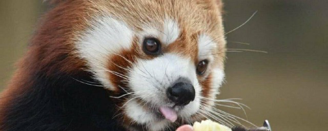 小熊猫和小浣熊一样吗 小熊猫和小浣熊区别介绍