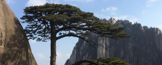 迎客松为什么会成为黄山的象征 黄山迎客松简介