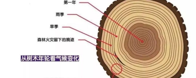 树的年龄 树的年龄是什么